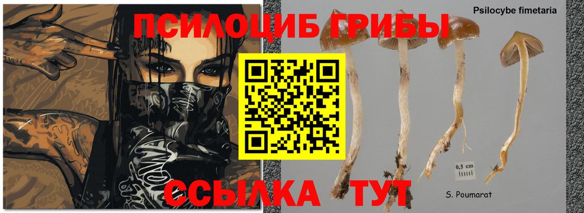 Галлюциногенные грибы MAGIC MUSHROOMS  Вход с VPN  Орехово-Зуево  Галлюциногенные грибы GOLDEN TEACHER 